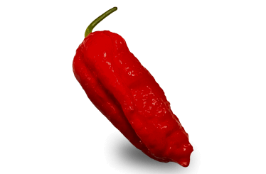 Ghost Pepper - Firecracker Farm Image