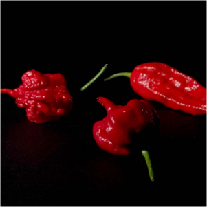 Instagram Post 3 Firecracker Farm Social Shared Image