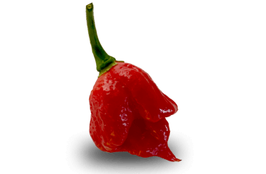 Scorpion Pepper - Firecracker Farm Image